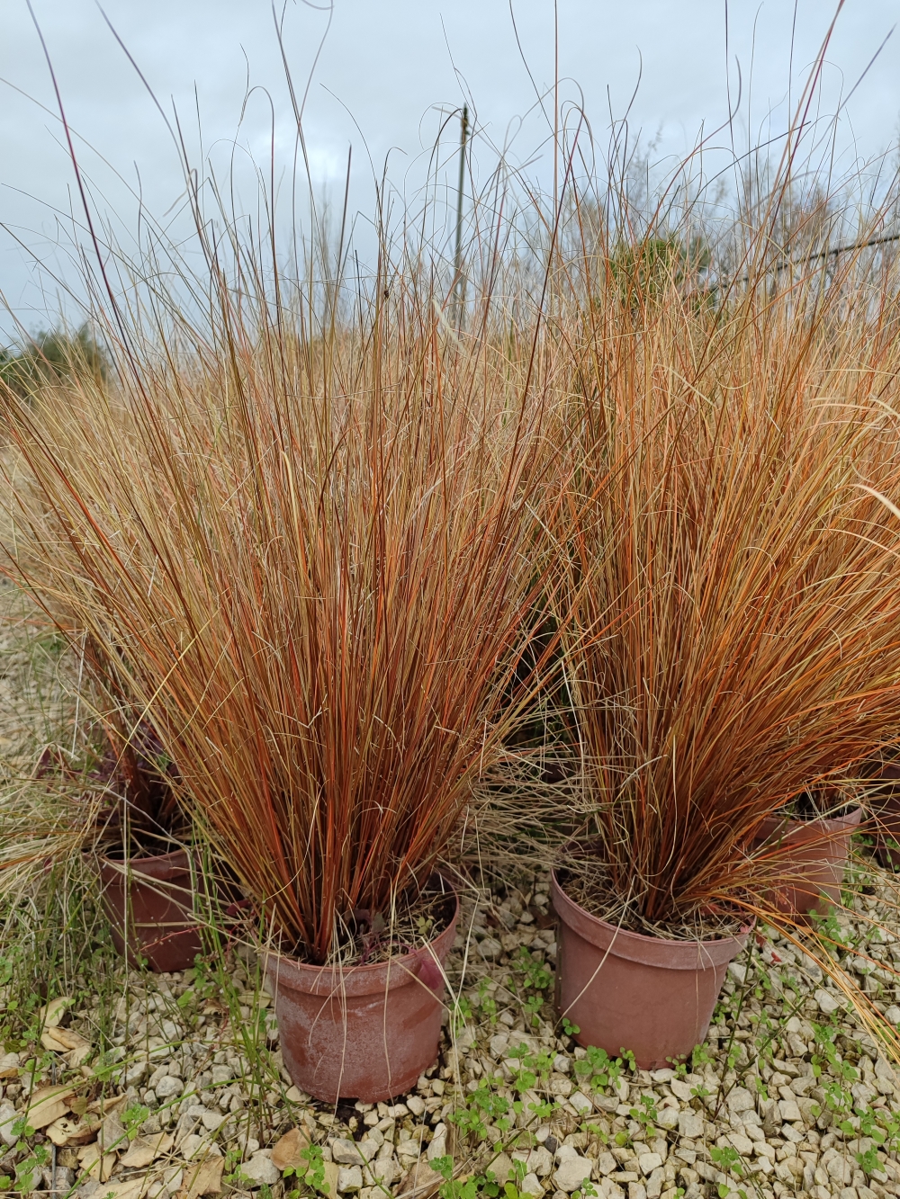 carex buchananii